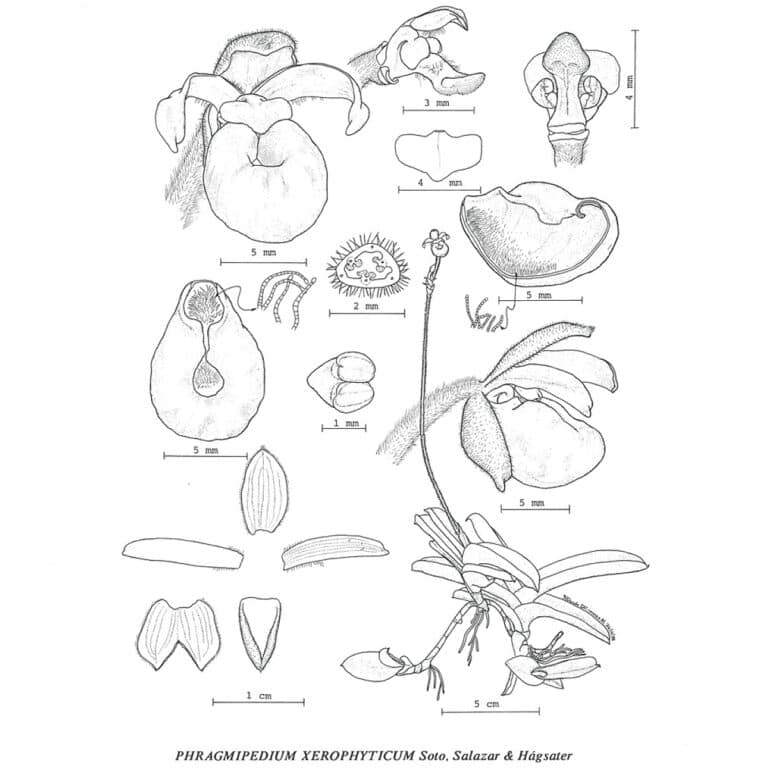 Botanical Illustration 1990