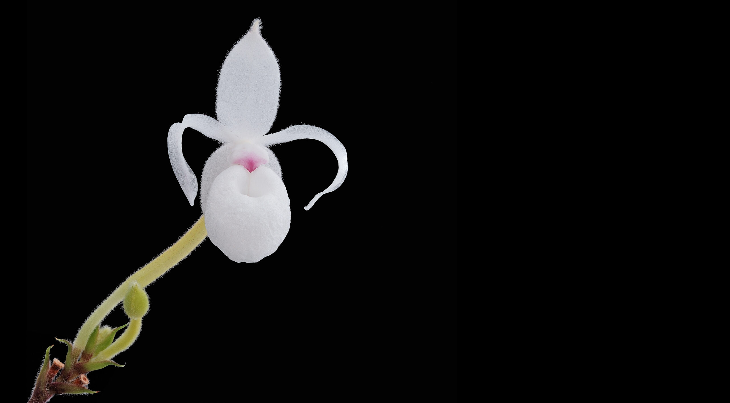 Mexipedium - Botanisches Kleinod aus dem Regenwald Oaxacas.